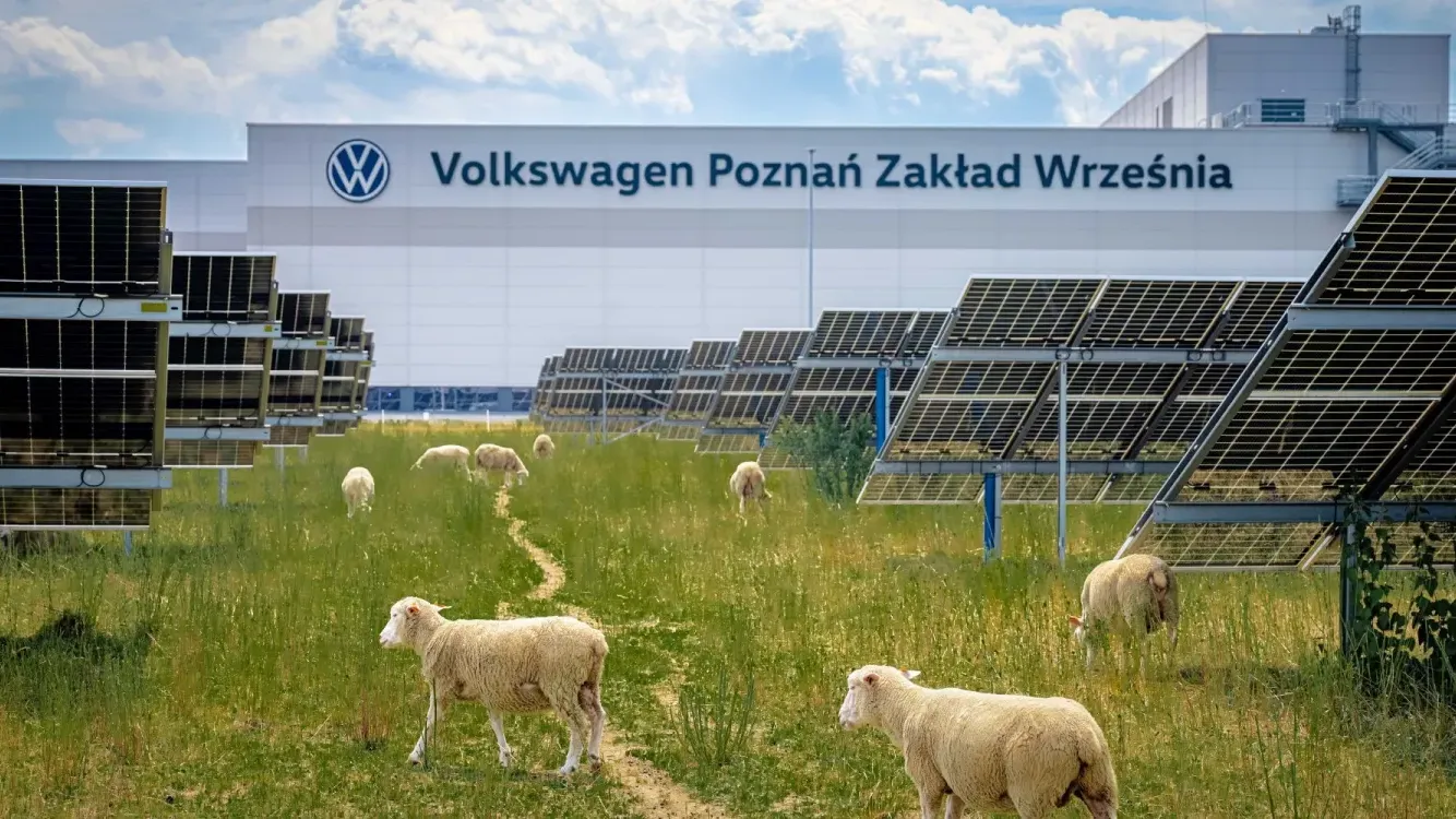 На заводе Volkswagen появились необычные сотрудники - 100 овец
