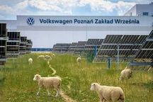 На заводе Volkswagen появились необычные сотрудники - 100 овец